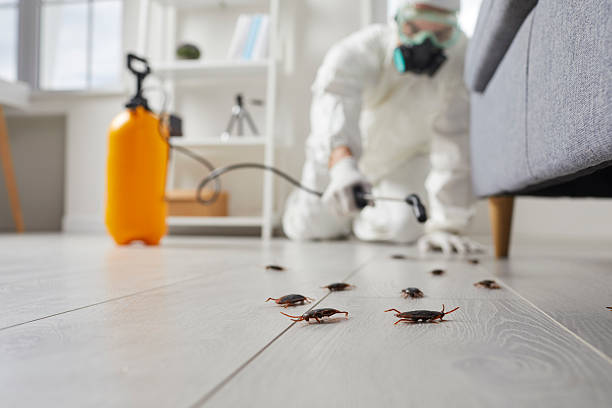 Post-Treatment Bed Bug Interceptor Monitoring in Banks Springs